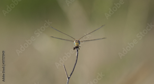 Libellule bleue accrochée à un roseau au-dessus de l'eau d'une rivière. Demoiselle insecte volant dans la nature du Sud de la France en été