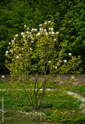 Fototapeta Naklejka Na Ścianę i Meble -  White Magnolia Flower. Big Magnolia bush