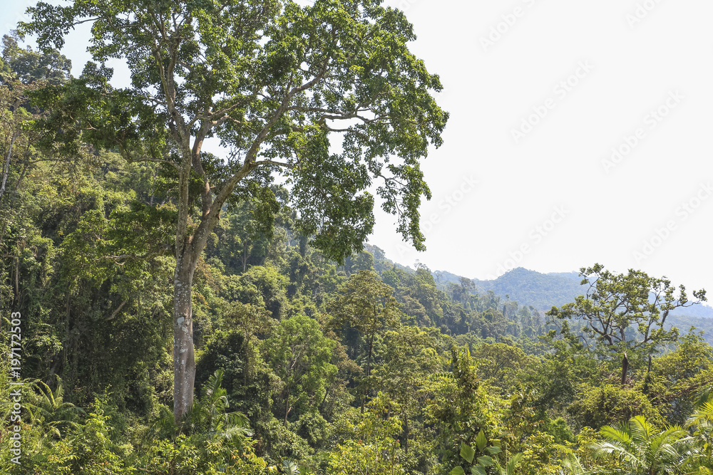 View over the jungle of Koh Chang, Thailand