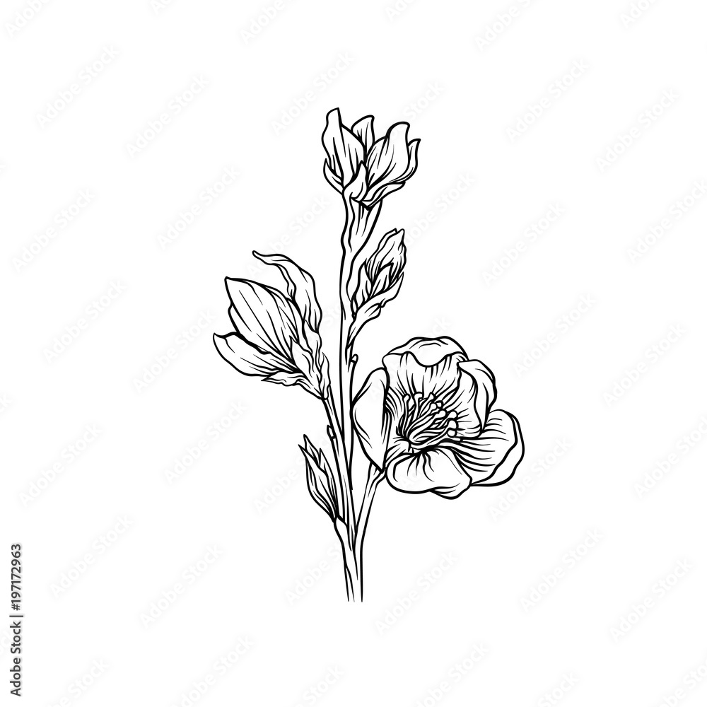 Flower, black and white hand drawn floral design element vector ...
