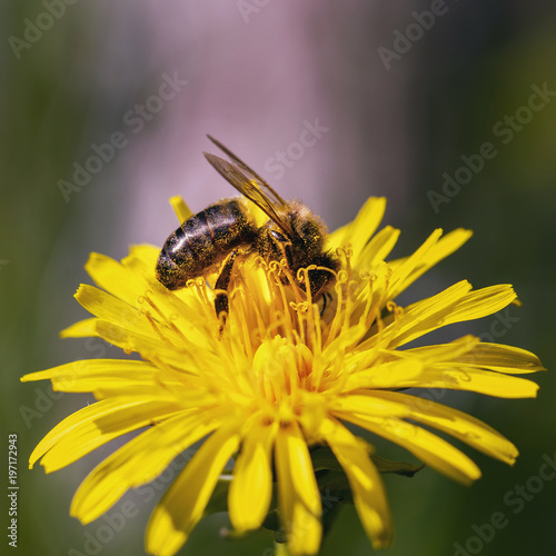 Bee collects nectar on a dandelion