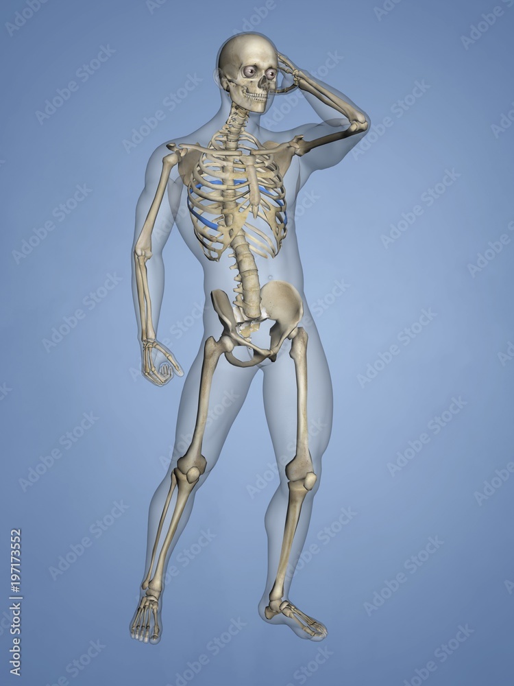 Seventh Rib, Rib Cage, 3D Model Seventh Rib, Rib Cage, 3D Model