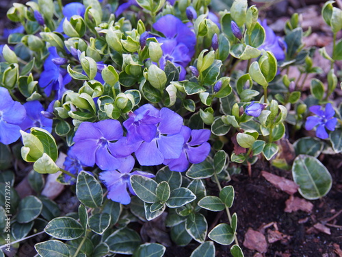 Vászonkép Variegated Vinca minor 'Ralph Shugert' - lesser periwinkle, dwarf periwinkle