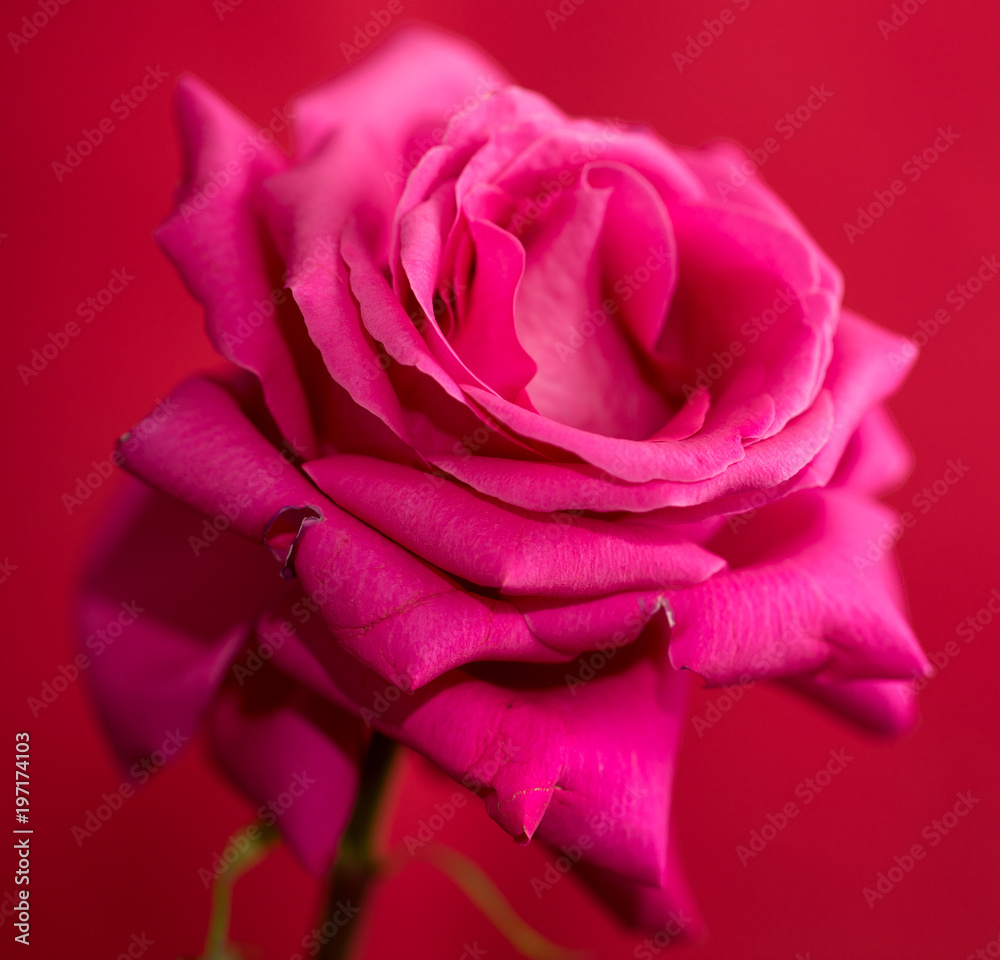 Beautiful red rose on a red background Beautiful red rose on a red background