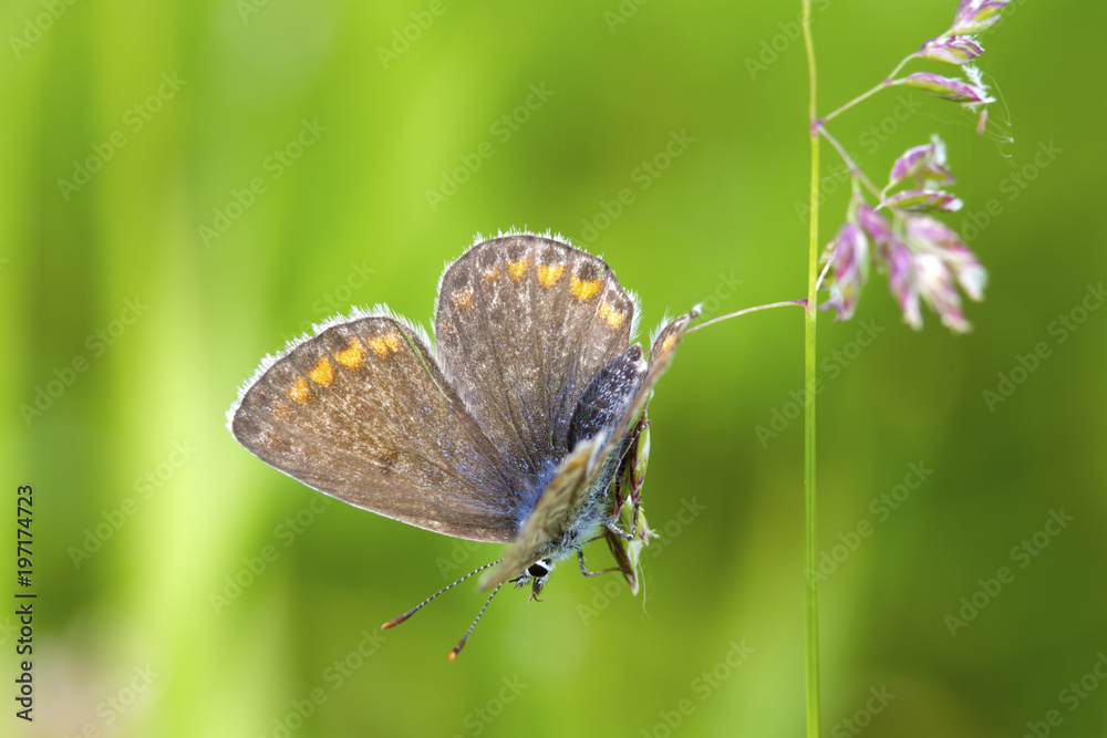 Obraz premium Butterlfy Cacyreus marshalli macro