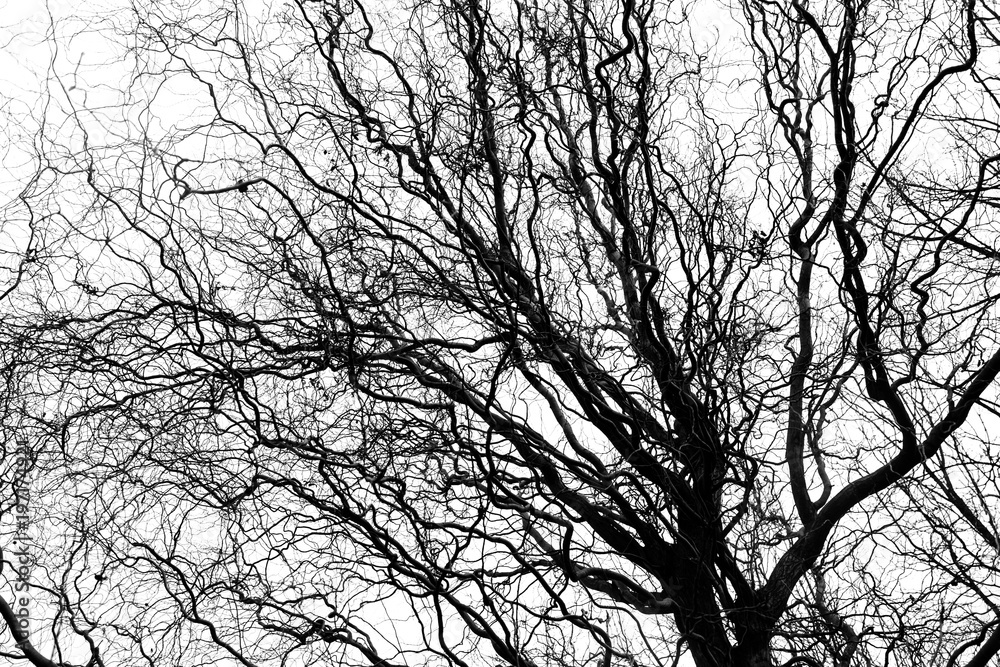 Naked tree branches on a white background Naked tree branches on a white background