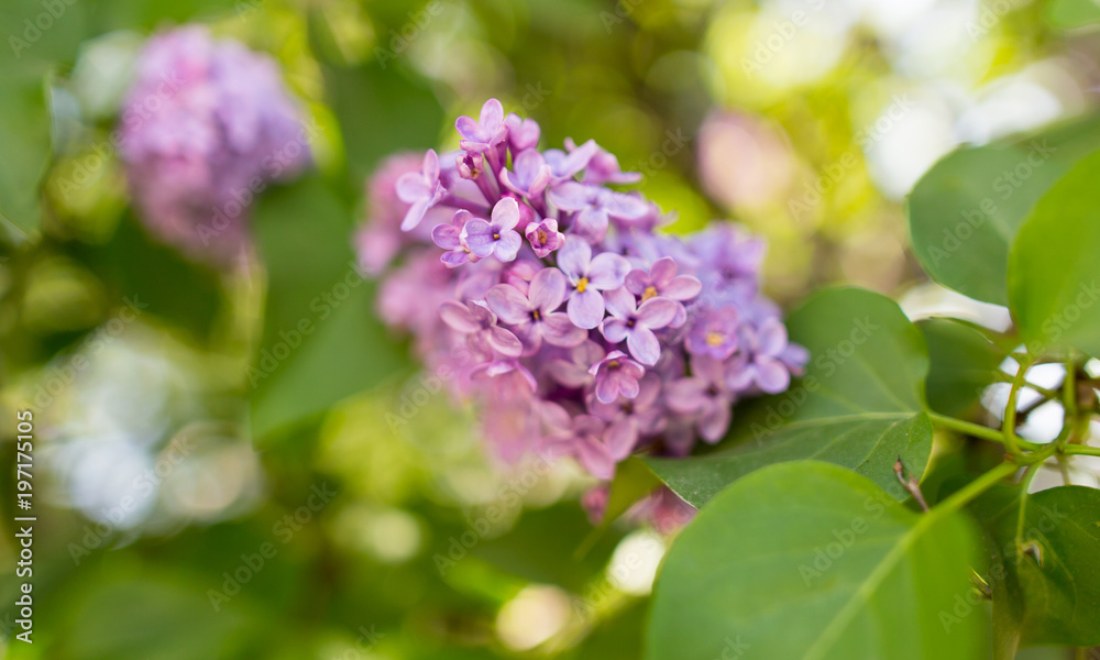 Lilac flowers on a tree in spring Lilac flowers on a tree in spring
