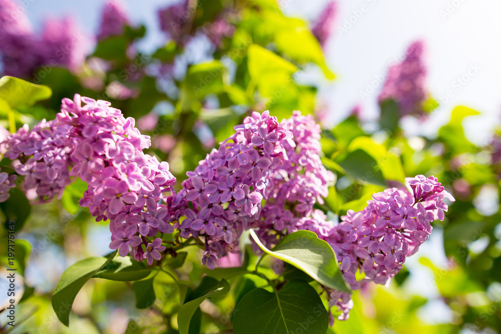 Obraz premium Lilac flowers on a tree in spring