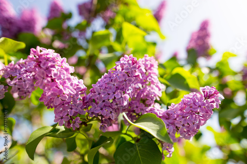 Lilac flowers on a tree in spring