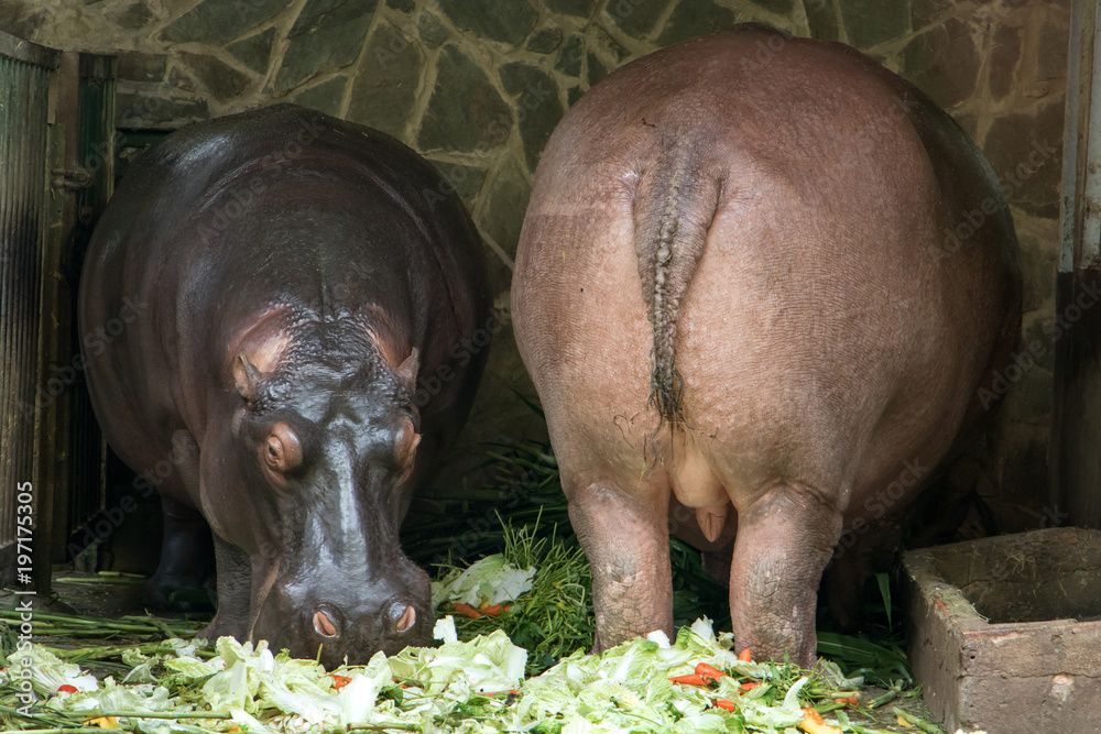 A pair of hippopotamus standing in a stable in the Zoo. A couple of hippos feed on vegetables. A pair of hippopotamus standing in a stable in the Zoo. A couple of hippos feed on vegetables.