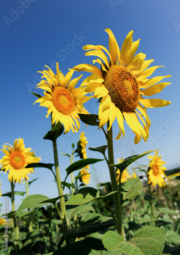 Girasoli in Provenza