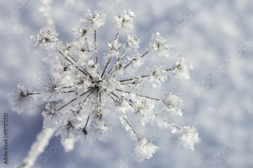 Beautiful frozen plant on an early frosty, sunny morning, on a blurred background. © koldunova