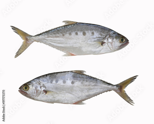Fresh Talang queenfish fish isolated on white background. photo