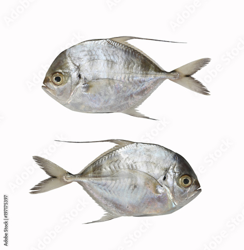 Fresh Bumpnose trevally or Longfin trevally fish isolated on white background.