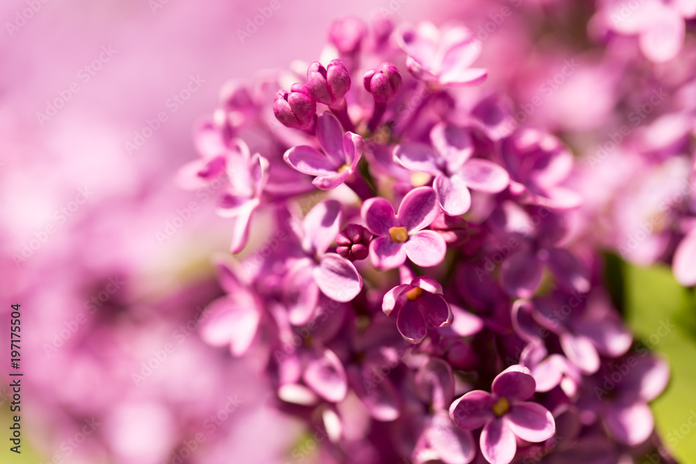 Lilac flowers on a tree in spring