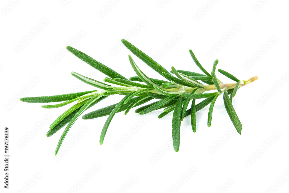 rosemary isolated on white background rosemary isolated on white background