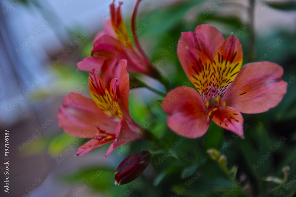 flores flores