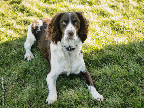 An pedigree English springer spaniel on alert sits on the grass in a garden in England