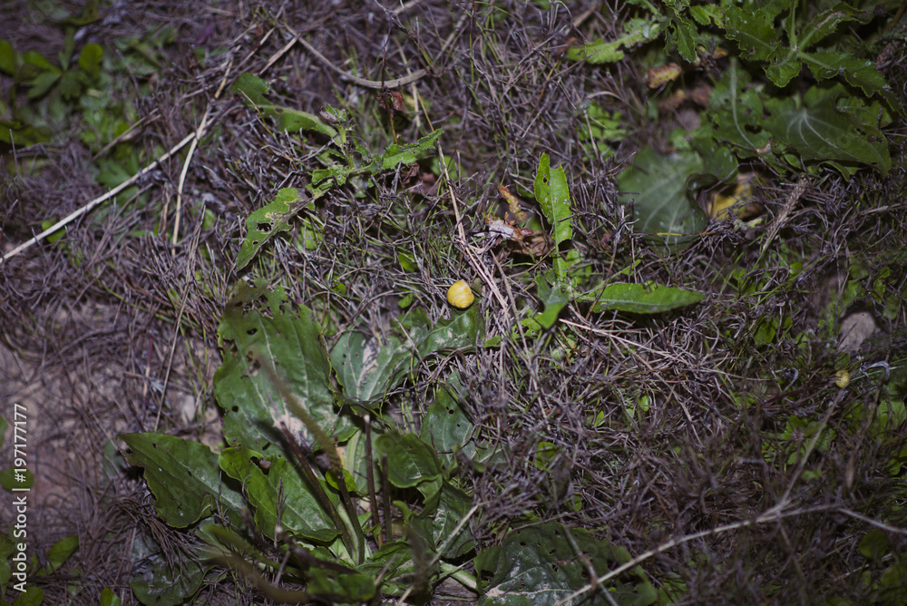 Little yellow snail crawling on green leaf in garden. Little yellow snail crawling on green leaf in garden.