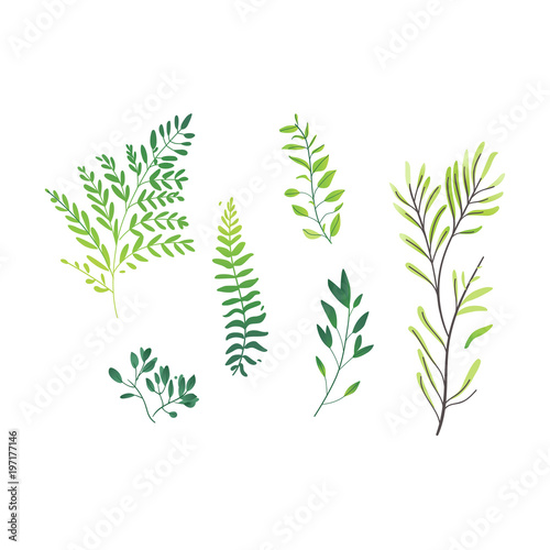 Vector cartoon abstract green plant set icon. Wild meadow field grass garden spring easter, women day romantic holiday, wedding invitation card decoration summer floral Illustration white background
