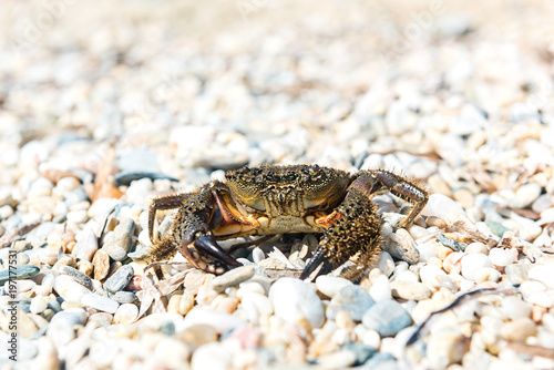 Crab came out to bask on a summer warm beach