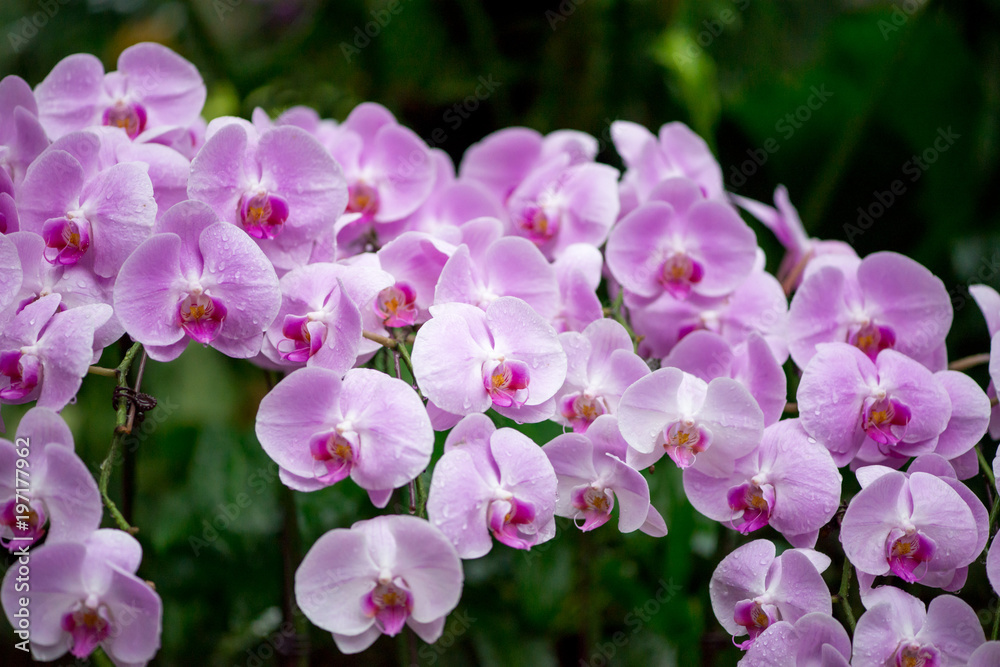 Close-up detail of a bunch of pale pastel purple and white orchid flowers with misty rain droplets, on a dark green forest background. Shallow depth of field. Singapore. Travel and nature concept. Close-up detail of a bunch of pale pastel purple and white orchid flowers with misty rain droplets, on a dark green forest background. Shallow depth of field. Singapore. Travel and nature concept.