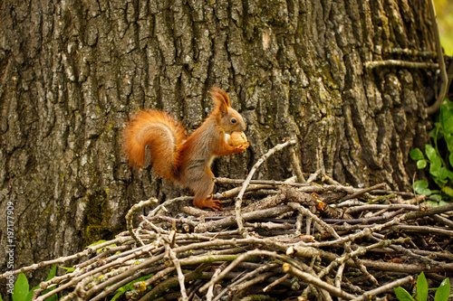 Red squirrel on autumn forest. © serkucher