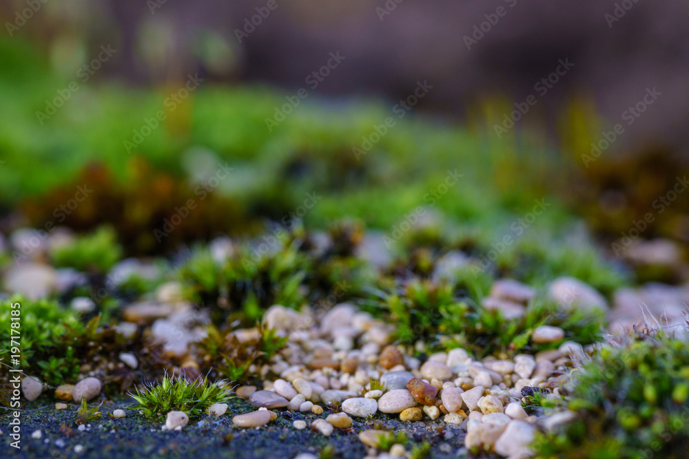 Mosses are small flowerless plants that typically grow in dense green clumps or mats, often in damp or shady locations. confused with lichens, hornworts, and liverworts. Division Bryophyta. Macro moss Mosses are small flowerless plants that typically grow in dense green clumps or mats, often in damp or shady locations. confused with lichens, hornworts, and liverworts. Division Bryophyta. Macro moss