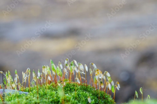 Mosses are small flowerless plants that typically grow in dense green clumps or mats  often in damp or shady locations. confused with lichens  hornworts  and liverworts. Division Bryophyta. Macro moss
