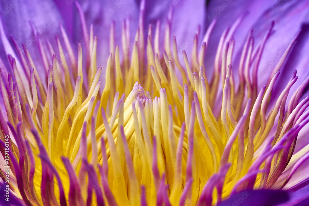 Foto lotus bloom. close up pollen