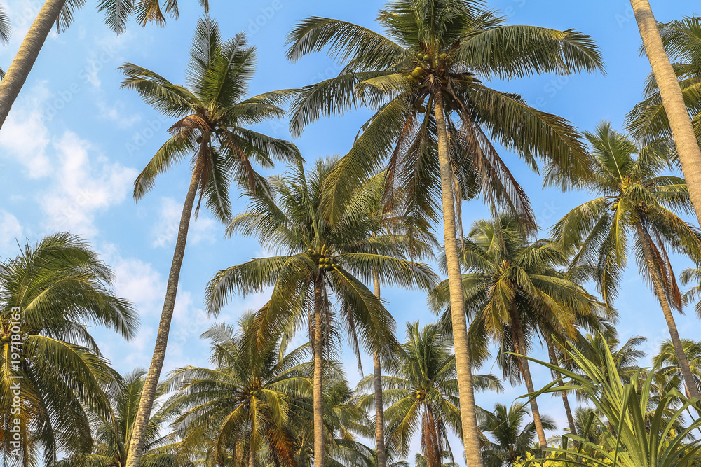 Palm trees on Koh Chang, Thailand