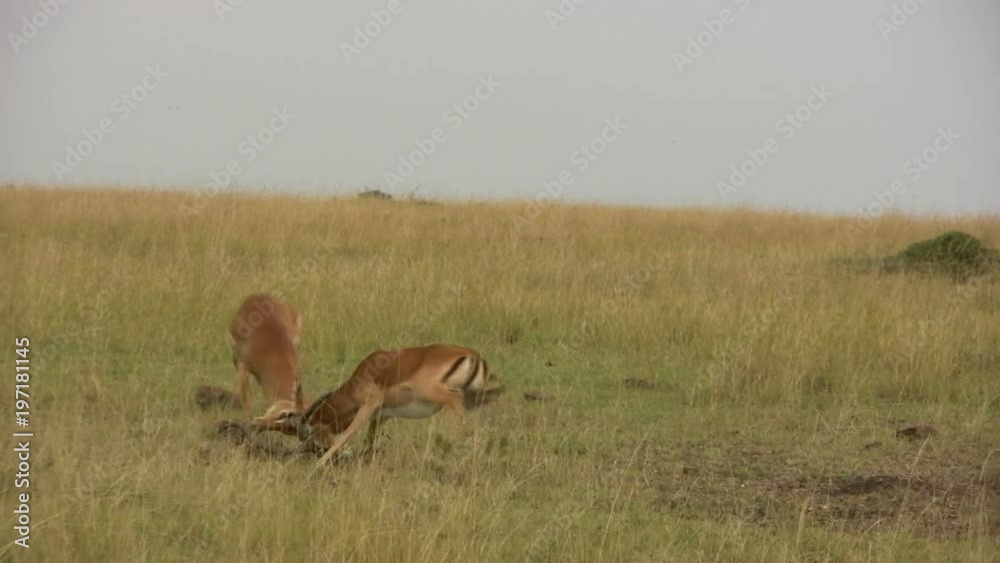 After a brief pose, impala gazelles males resume a serious fight.. After a brief pose, impala gazelles males resume a serious fight..