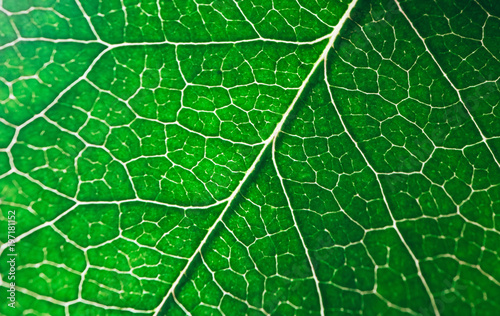Tree leaf veins close up, natural background. Colorful green bright leaf macro view, backdrop.