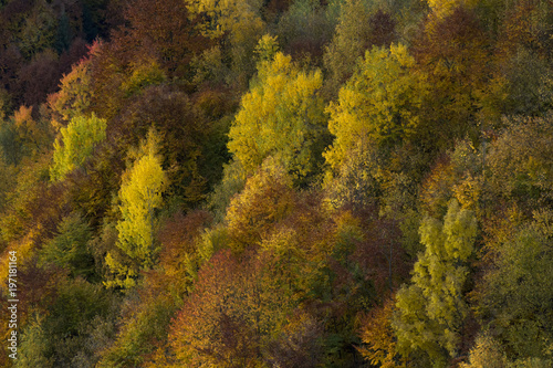 Diverse colorful foliage on a forest in the Apuseni Mountains, Trasylvania, Romania in autumn time