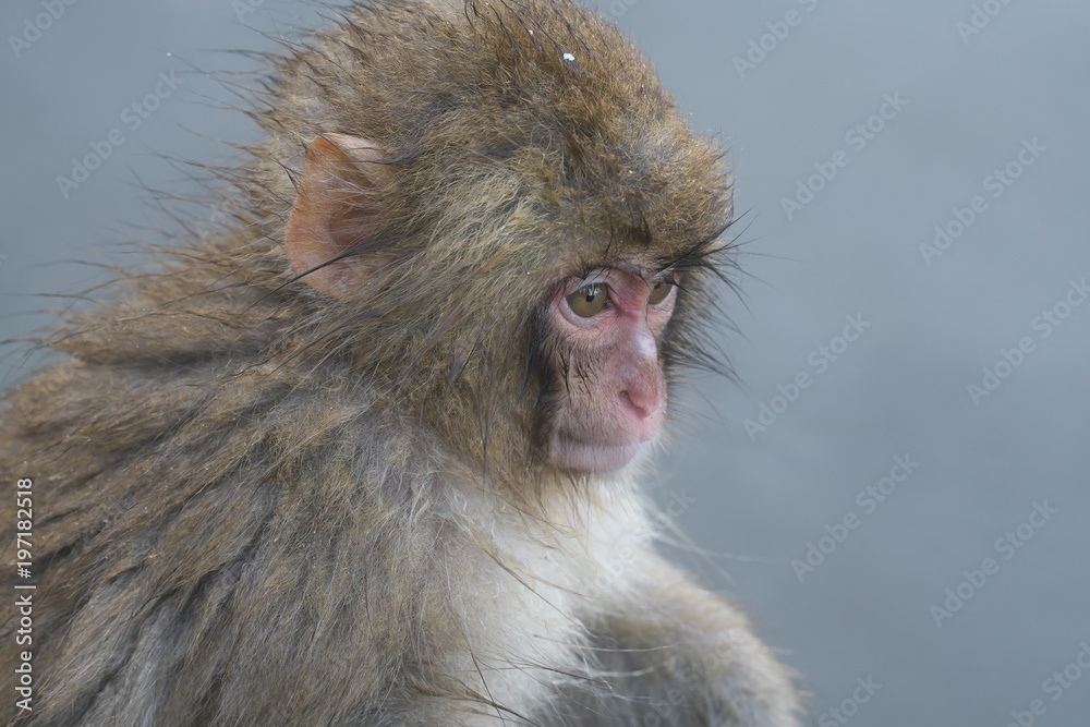 Fototapeta premium 子供のスノーモンキー