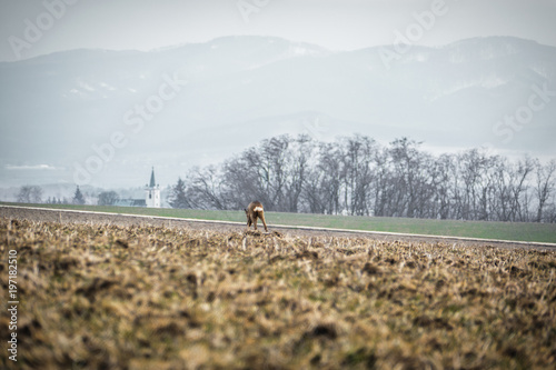 Doe feeding on the field in winter with big snowy hills mountains and village with tower on background. Doe (deer) standing at the field - captured from behind from a long distance