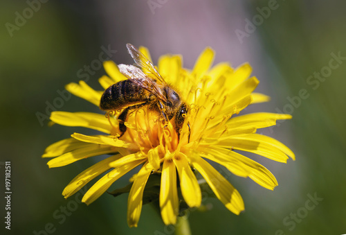 Bee collects nectar