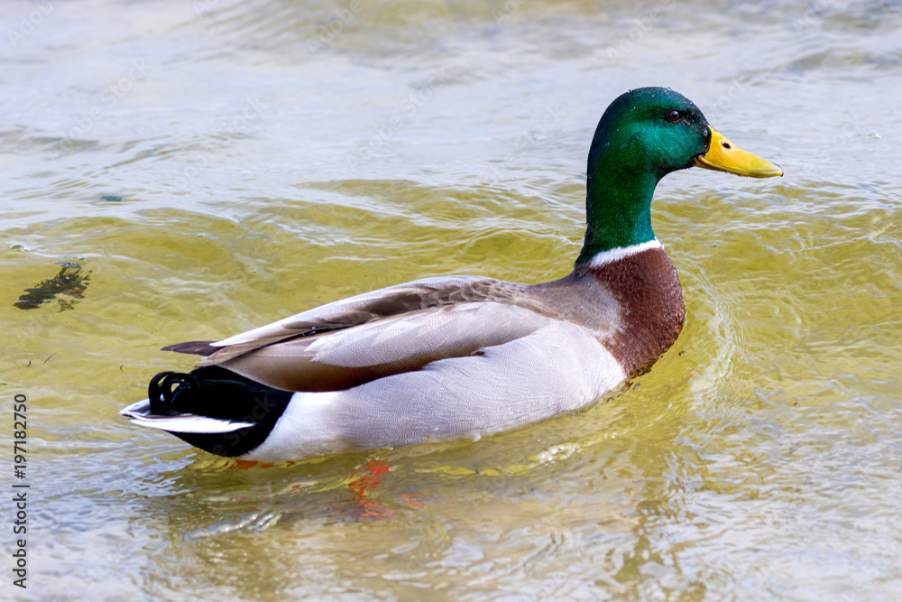 Obraz premium bird a wild drake swims along the river