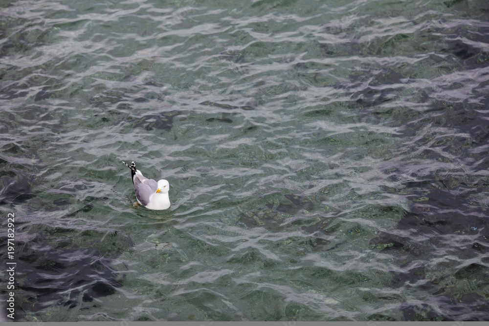 Fototapeta premium Seagull in the Water
