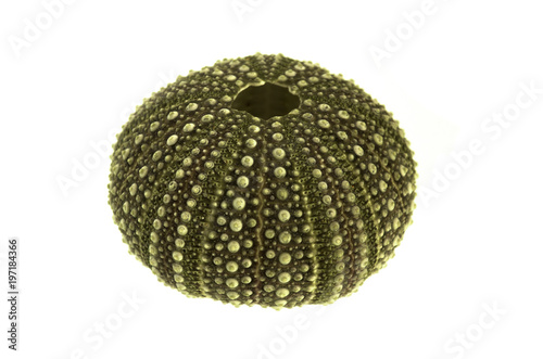 Hard shell of sea urchin isolated over white