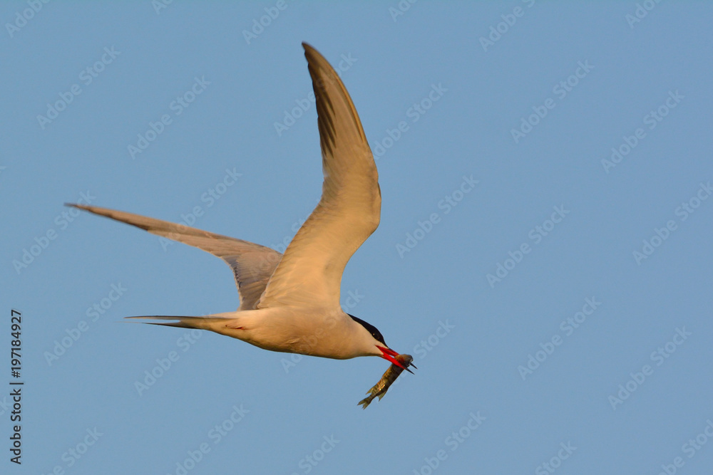 Obraz premium Common tern (Sterna hirundo)