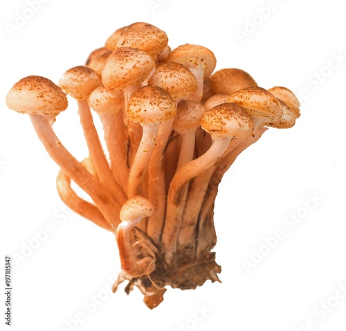 Honey agaric on white background Photo of mushrooms closeup 