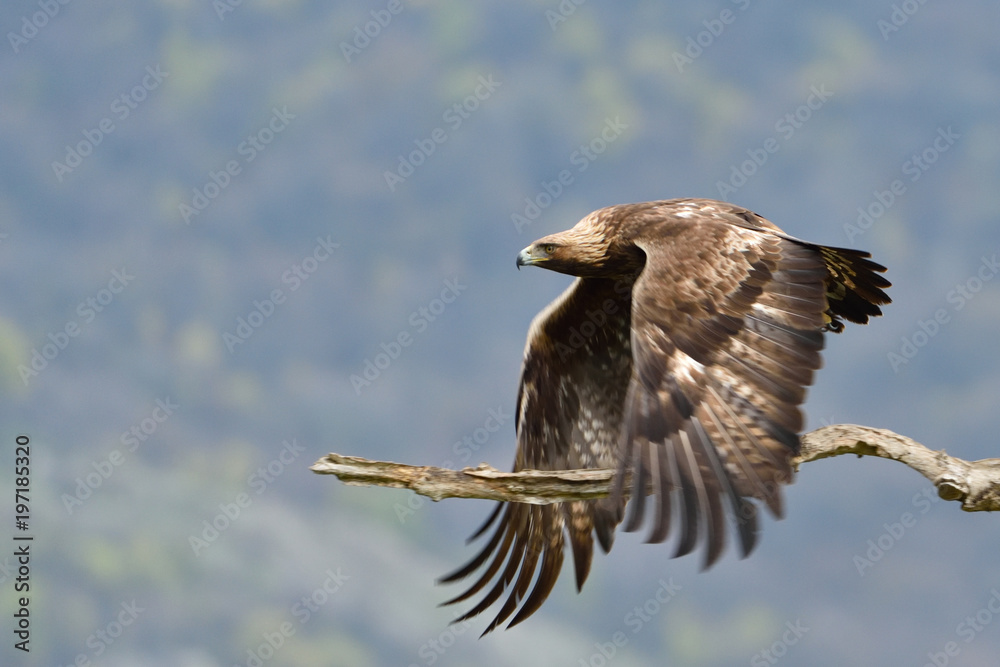 Fototapeta premium Golden Eagle in Flight