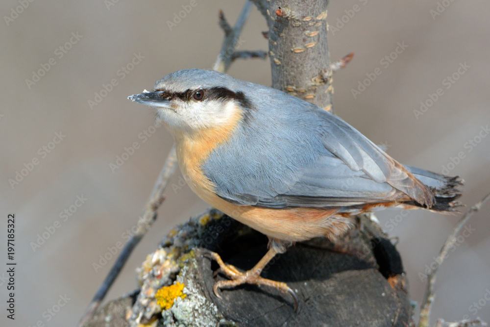 Fototapeta premium Eurasian Nuthatch (Sitta europaea)