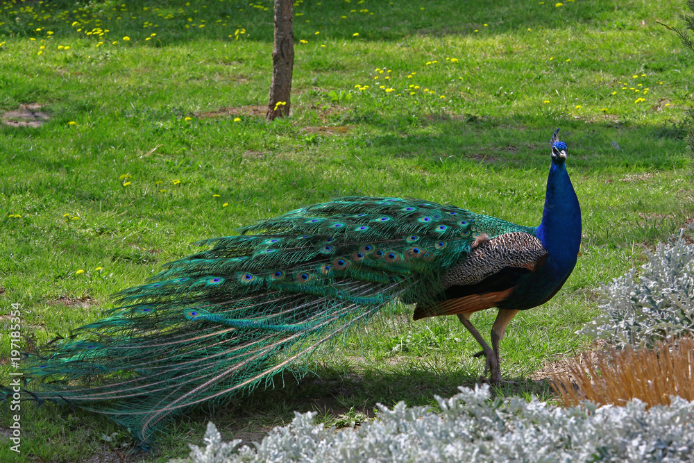 Obraz premium Mavi Tavuskuşu