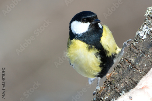 Great Tit (Parus major) on a Branch