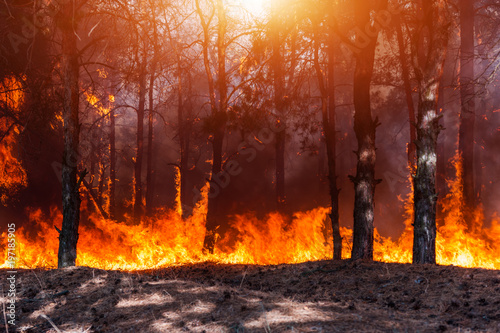 Forest fire. Burned trees after forest fires and lots of smoke