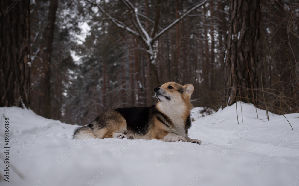 Dog Welsh Corgi Pembroke on a walk in a beautiful winter forest. Dog Welsh Corgi Pembroke on a walk in a beautiful winter forest.