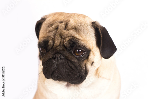 The pug dog sits and looks with sad big eyes.