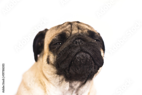 The pug dog cry and looks with sad big eyes.